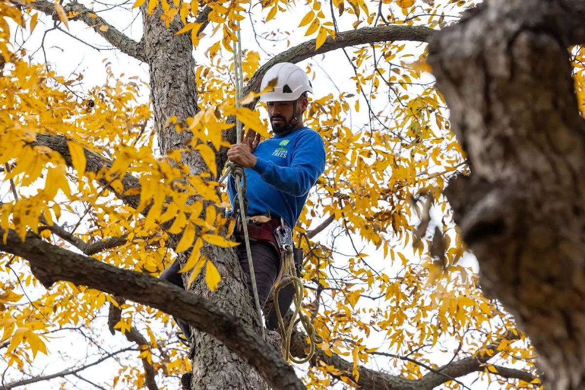 Skilled Tree Transplanting crew working in Mission